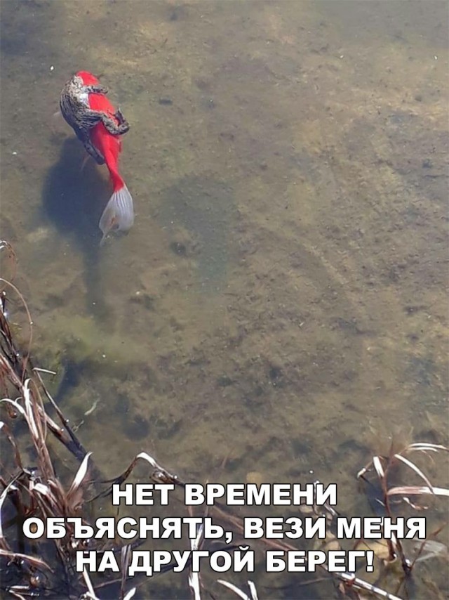 Нестандартный юмор