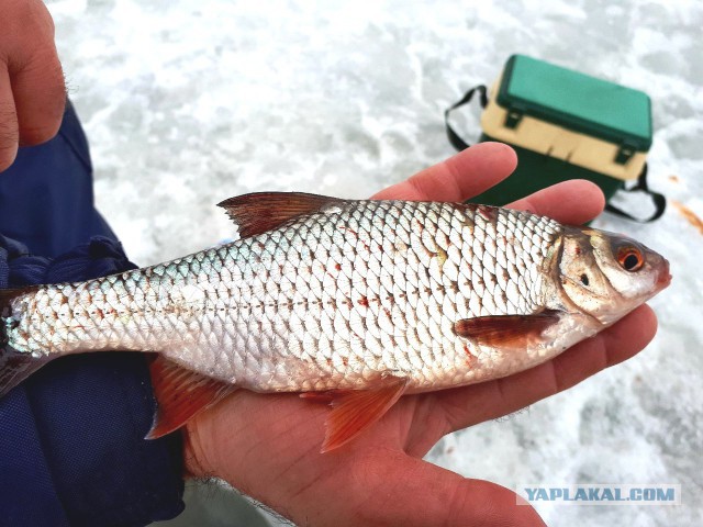 Закрытие зимнего сезона. Селедка из плотвы