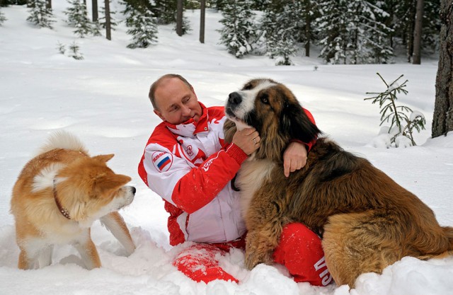 Стрелой в собаку