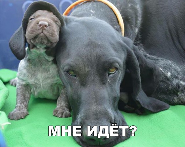 Живность из сети