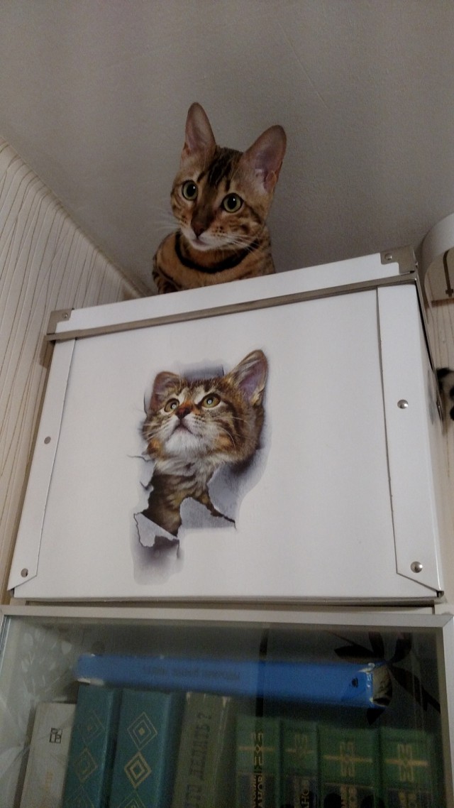Котовторник 29.5.18