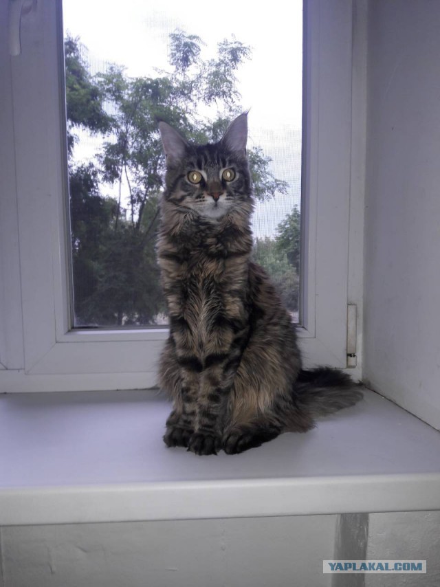 Котовторник  12.06.2018