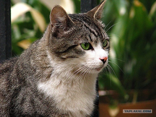 Котовторник на ЯПлакалъ 08.07.2008