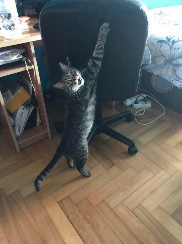 Прикольных котов пост