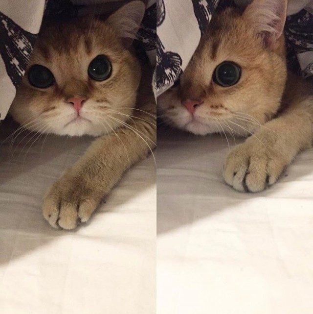 Прикольных котов пост