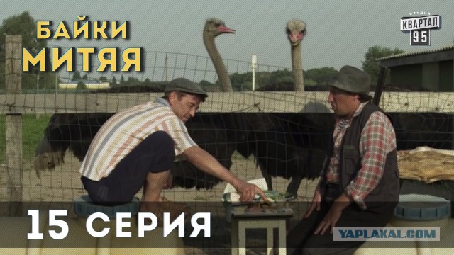 Пара купила 4 яйца страуса эму на Ebay, и вот их драматическая история
