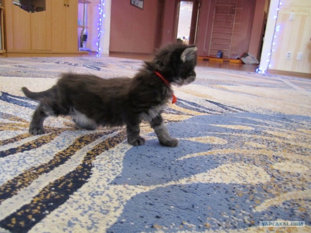 Котовторник 4.01.2011 - первый котовторник года