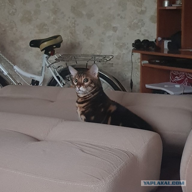 Прикольных котов пост