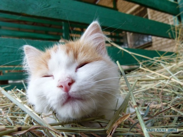 Котейкин вторник! Космический 12.04!