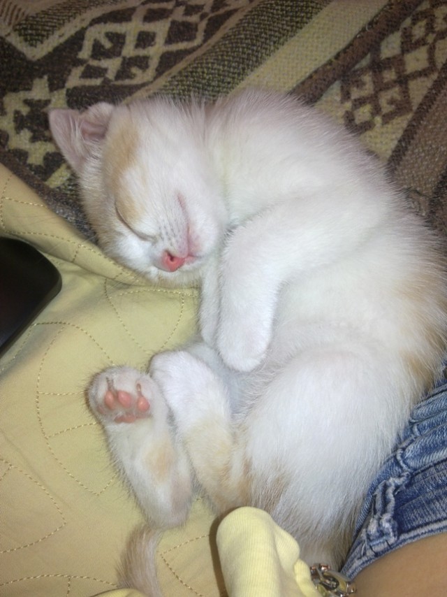 Котовторник
