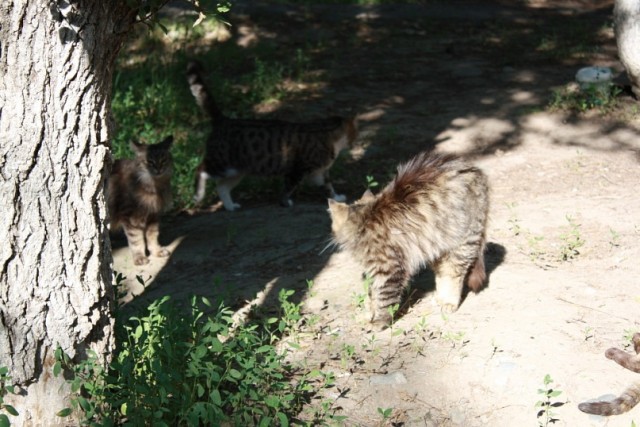 Котовторник на середину июня