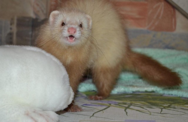 Котовторник 06.12.2011
