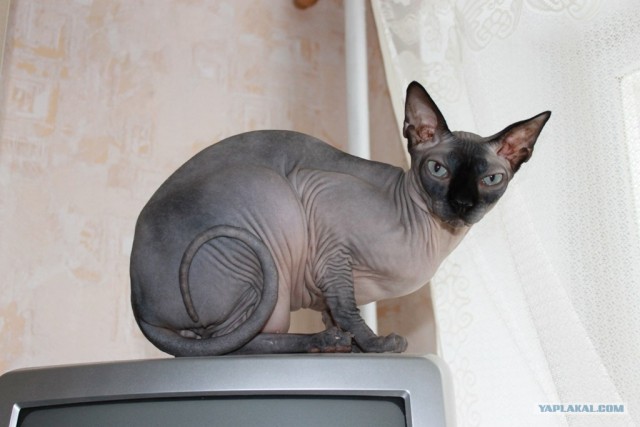 Котовторник (24. 01. 2012 )