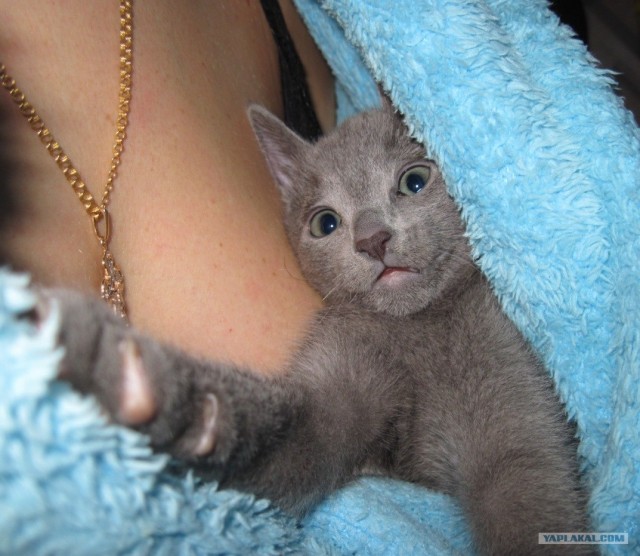 КОТОВТОРНИК (6.03.2012)