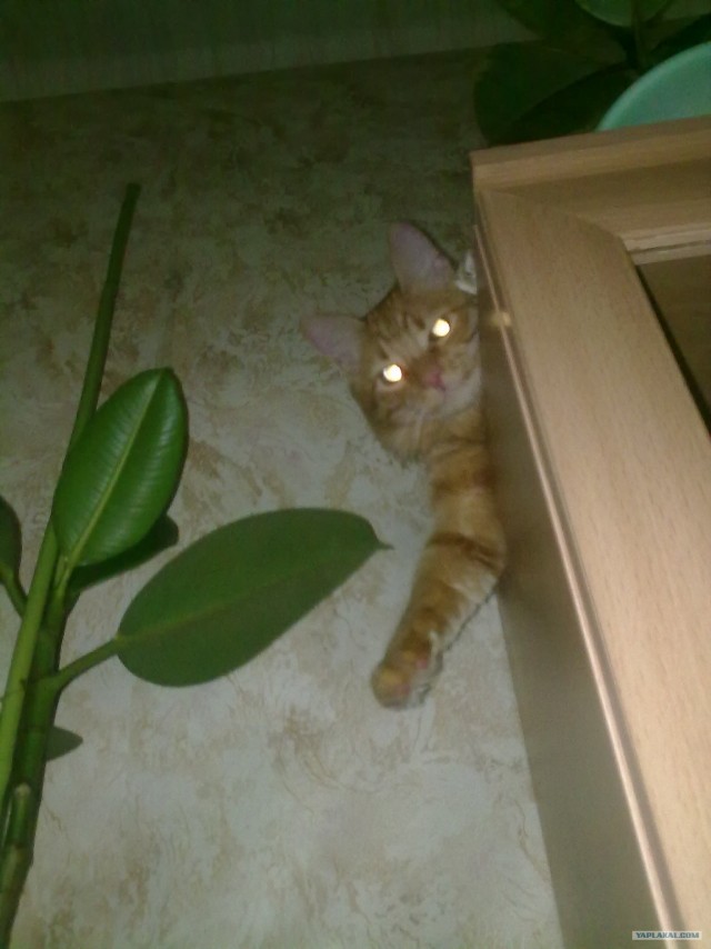 Котовторник 24.04.2012