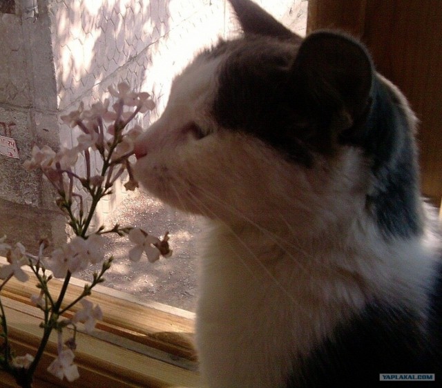 Котовторник  19.06.2012