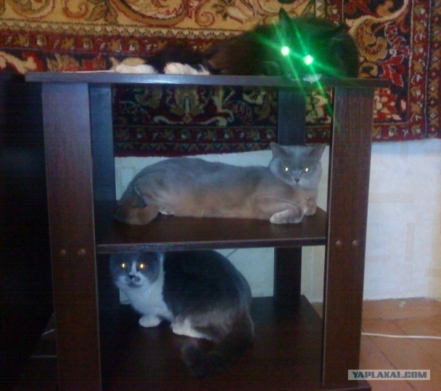 Котовторник  4.09.12