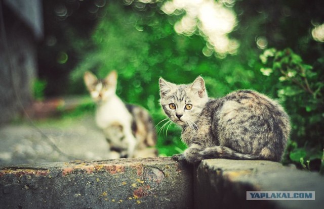 Новогодний Котовторник 01.01.2013