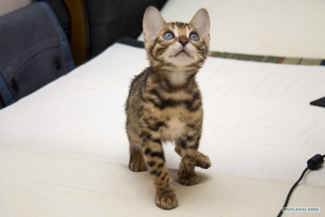 Котовторник 19.02.2013