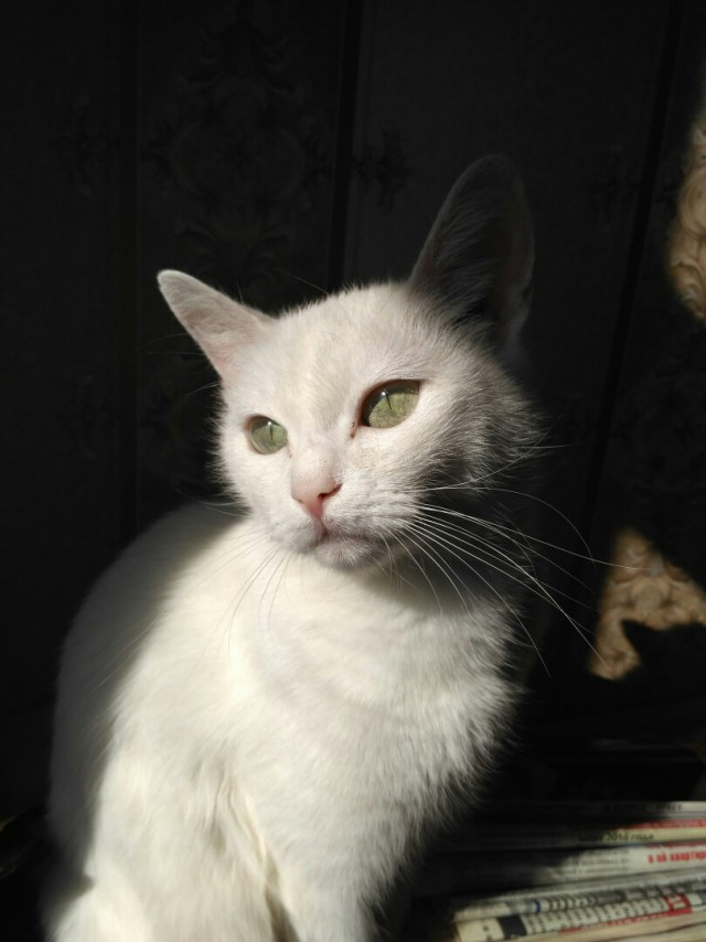 Забавные фото котеек