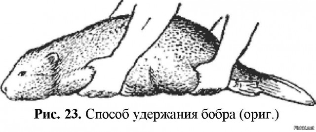 Африканские красавицы, которые любят порку