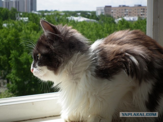 Мой личный "Котоленд" 193
