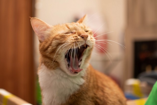 Котовторник от генерала мяу