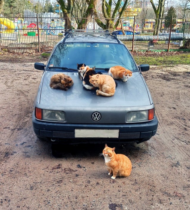 Котики