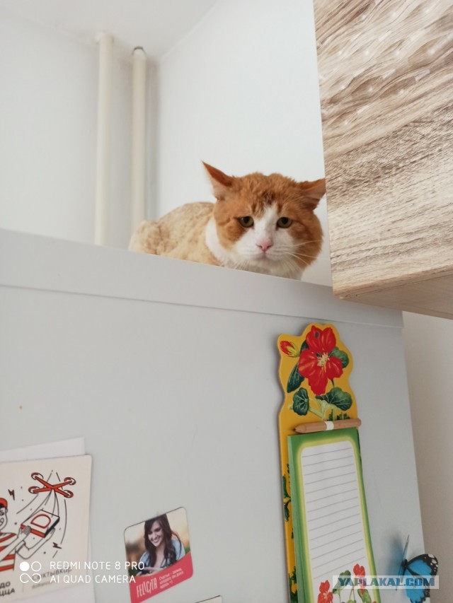 Помогите научить кота срать в лоток
