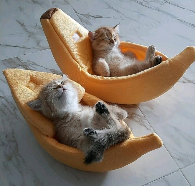Смешные коты 25.08.20
