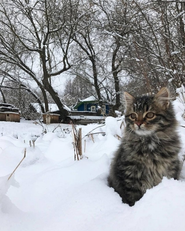 Калейдоскоп картинок