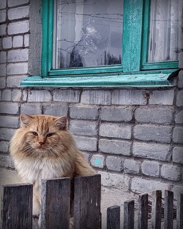 Уличные котаны