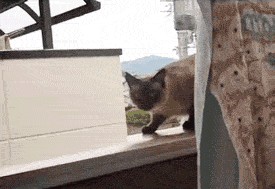 Незванный гость на кухне