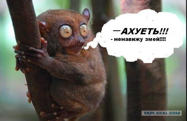 У девушки стальные яйца