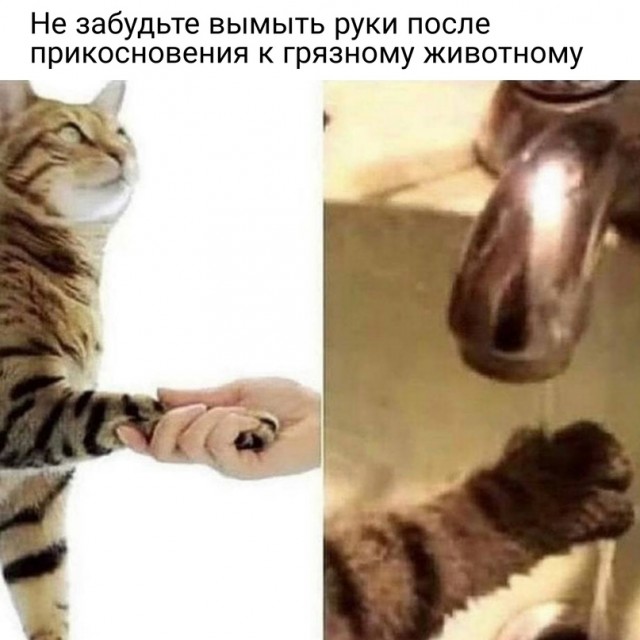 Весёлый полтишок 25.05