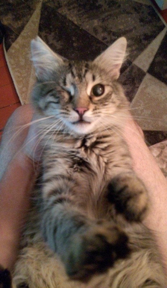 Котовторник же очередной