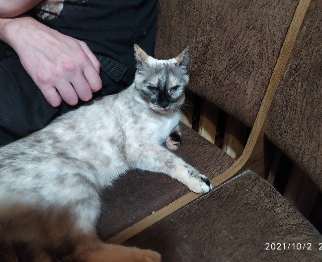 Кошкин дом