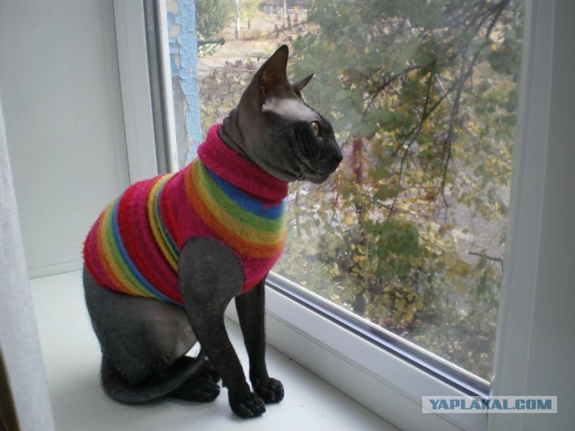 Котовторник 05.10.21 г