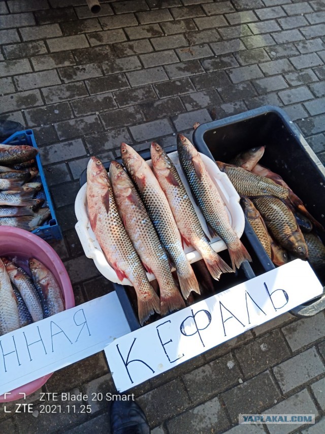 Рыба падальщик, спасшая Чёрное море