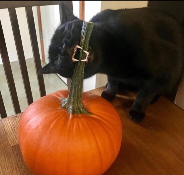 Весёлые картинки 13.04.2022