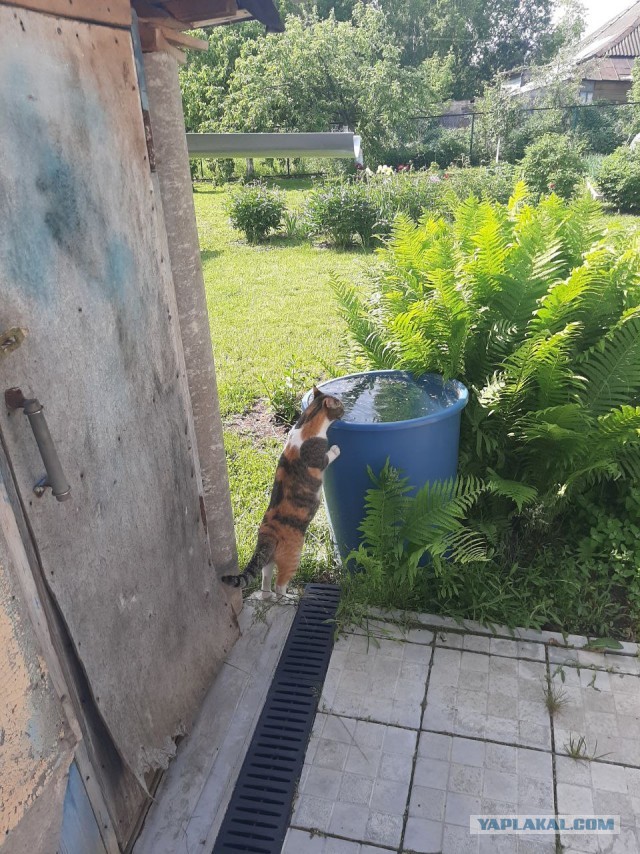 Начну котовторник чуть раньше!