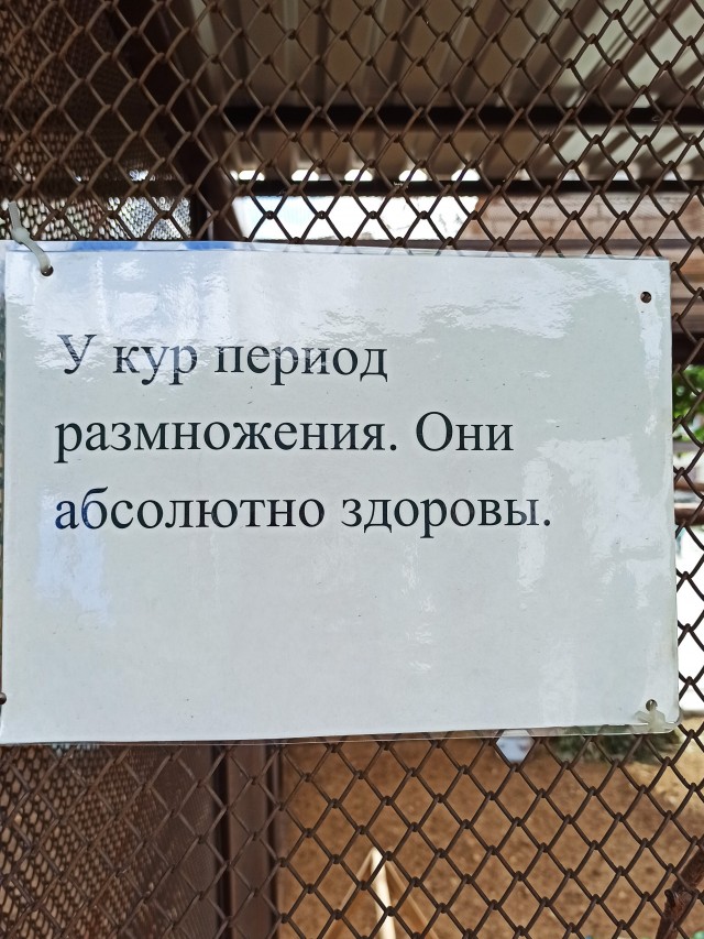 Что делать в Перми? Съесть посикунчиков, увидеть реальных пацанов, а еще соленые уши