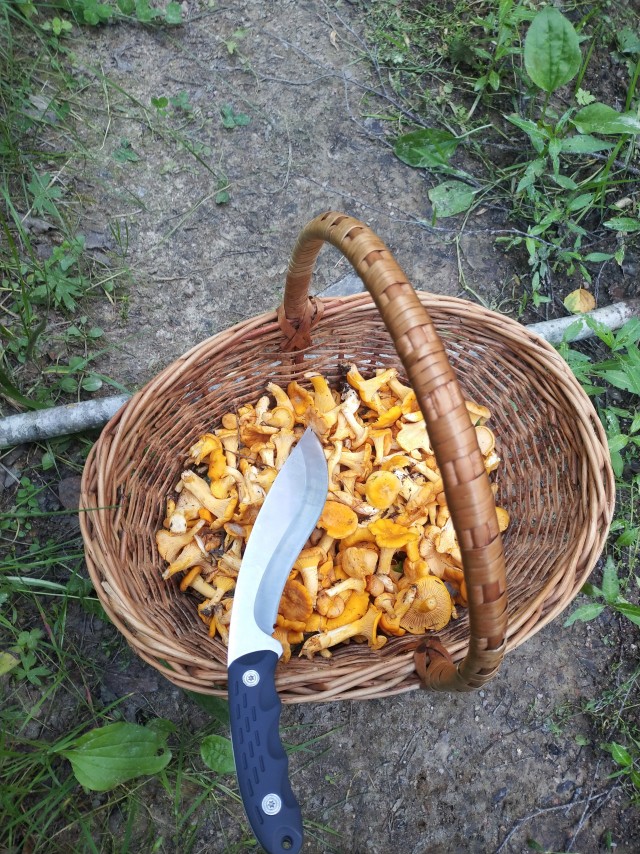 Погулять, грибы-лисички