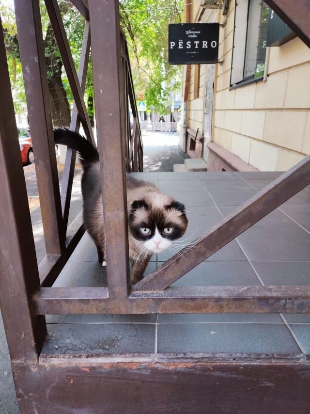 Кот Зорро