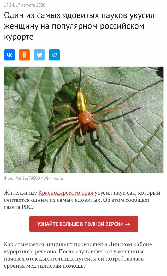 Самые симпатичные виды пауков