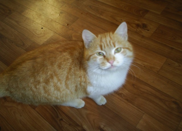 Котовторник  19.03.2013