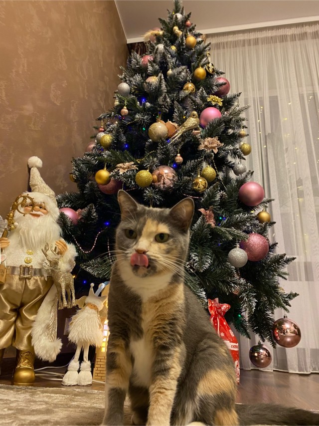 Выкладывайте свои елки!