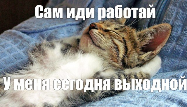 Только начал быть котом, и уже чот как–то подустал