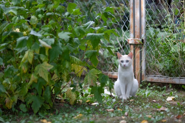 Начинаем котофторник?