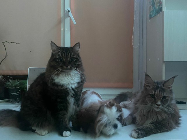 Котовторнику посвящается-Подобрашка